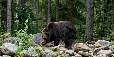 How Calgary Trees Are Enriching Zoo Habitats — And Inspiring Our Backyards